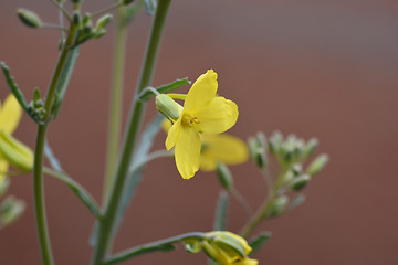 Image showing Cabbage flower