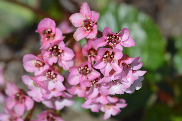 Image showing Pink flowers