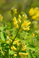 Image showing Dalmatian laburnum