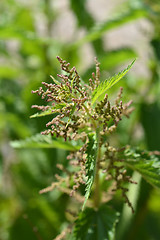 Image showing Common nettle