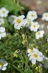 Image showing White rockrose