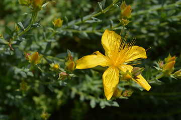 Image showing Mount Olympus St Johns-wort