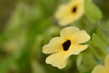 Image showing Black-eyed Susan vine