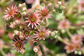 Image showing Common houseleek