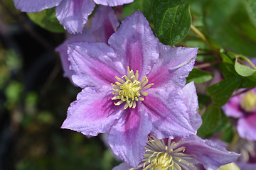 Image showing Large-flowered Clematis Piilu