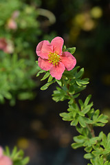 Image showing Shrubby Cinquefoil Danny Boy