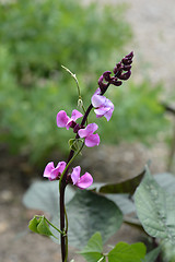 Image showing Ruby Moon Hyacinth Bean