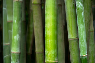 Image showing Bamboo close up in bamboo grove