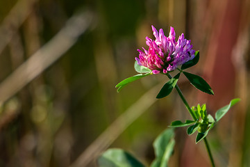 Image showing Background of clover in  grass.