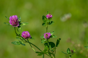 Image showing Pink clover on green meadow.