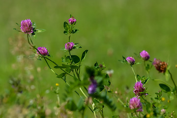 Image showing Pink clover on green meadow.