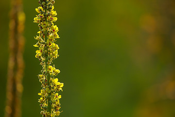 Image showing Wild flowers on green background. 