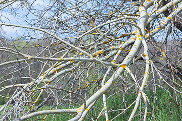 Image showing Bare Tree Branches With Yellow Lichen In Spring