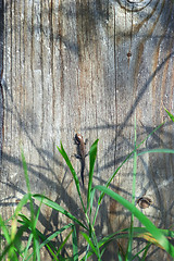 Image showing Small Viviparous Lizard On The Wooden Texture Background