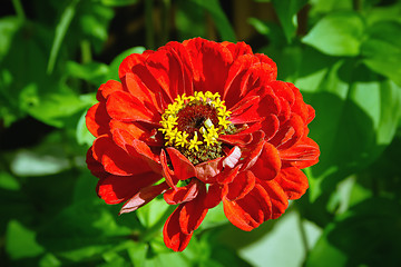 Image showing Red Zinnia Flower In The Garden Close-up