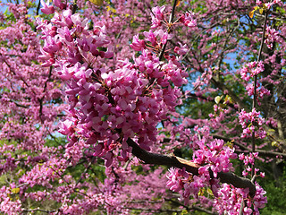 Image showing Sakura blooming background