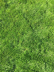 Image showing Green grass