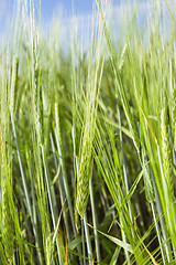 Image showing Ears Of Barley In The Field On A Summer Day