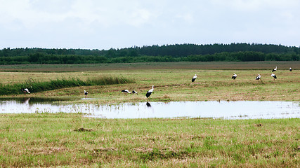 Image showing White Storks Resting On A Field At Summer Day