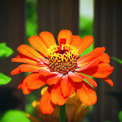 Image showing Orange Zinnia Flower On A Flowerbed Close-up