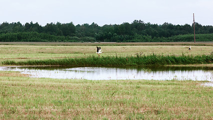 Image showing White Storks Resting By The Pond On A Summer Day