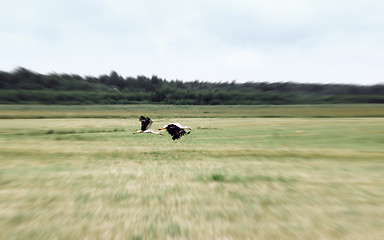 Image showing White Storks Fly Over A Field In Summer