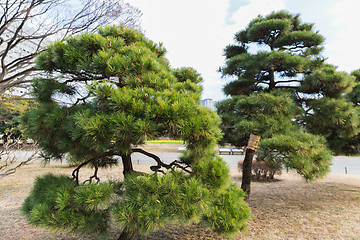 Image showing pine trees at hamarikyu gardens park in tokyo