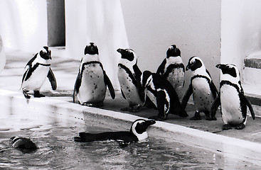 Image showing Penguins