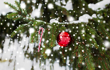 Image showing candy cane and christmas ball on fir tree branch