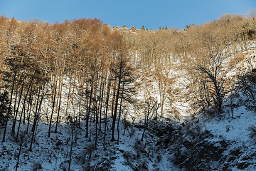 Image showing winter forest in japan