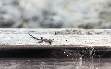 Image showing Small Viviparous Lizard On The Old Wooden Background