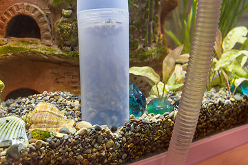 Image showing Cleaning the soil in the aquarium with a siphon