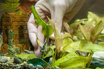 Image showing Cutting tongs old aquarium plant