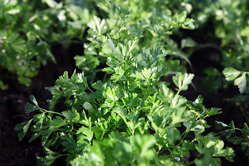 Image showing Green parsley grows 