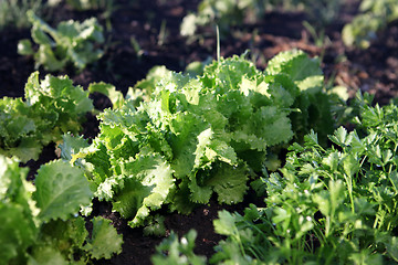 Image showing Green salad grows 