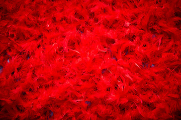 Image showing Background of beautiful red feathers. Top view