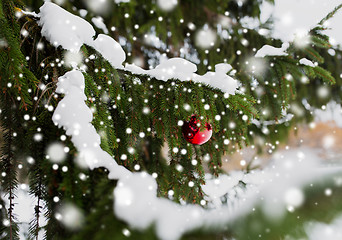 Image showing red christmas ball on fir tree branch with snow