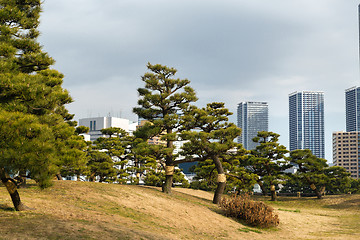 Image showing pine trees at hamarikyu gardens park in tokyo