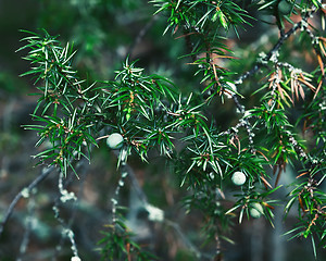 Image showing Juniper Branch With Berries Close-up In The Forest