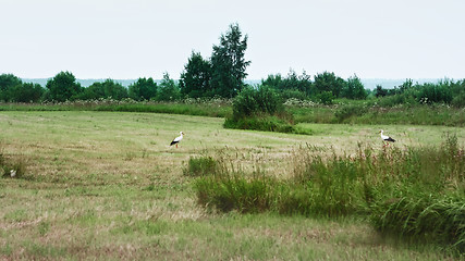 Image showing White Storks Resting On A Mowed Meadow On A Summer Day