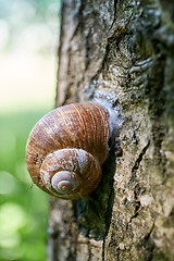 Image showing encapsulated land snail