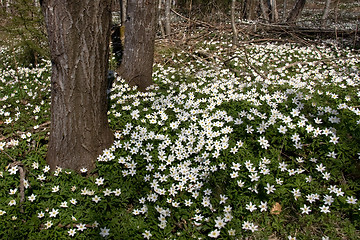 Image showing Spring Forest