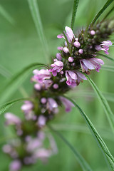 Image showing Siberian motherwort