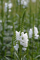 Image showing Obedient plant Summer Snow