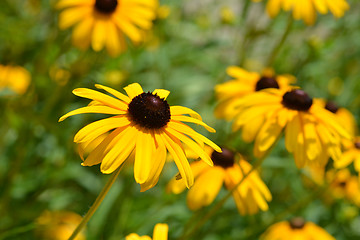 Image showing Gloriosa daisy Indian Summer