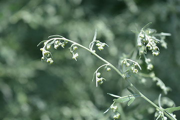 Image showing Common wormwood