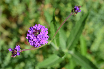 Image showing Slender vervain