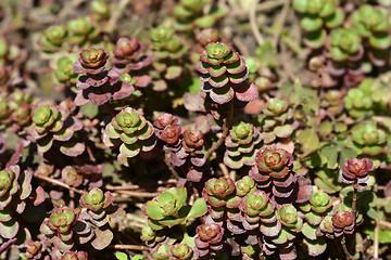 Image showing Crimson stonecrop Fuldaglut