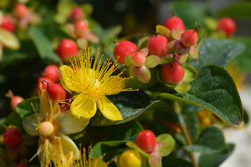 Image showing Turkish tutsan