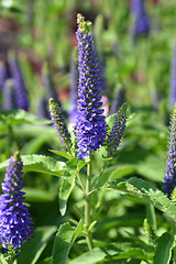 Image showing Spiked speedwell